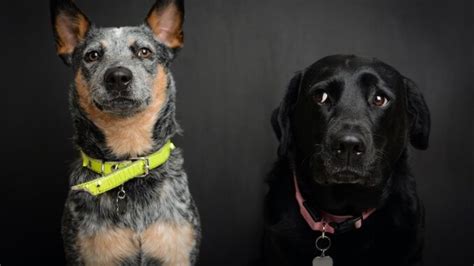 Blue Heeler Lab Mix: Breed Origin, Traits & Diet Guidelines