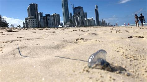 Australian Jellyfish Swarm Stings Thousands, Forcing Beach Closings ...