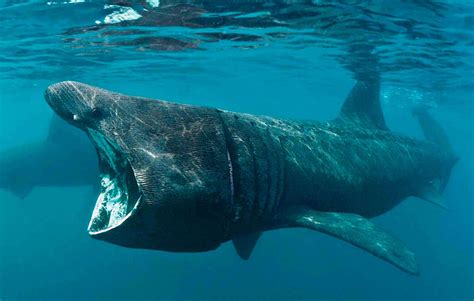 Basking shark (Cetorhinus maximus): the second largest living fish ...