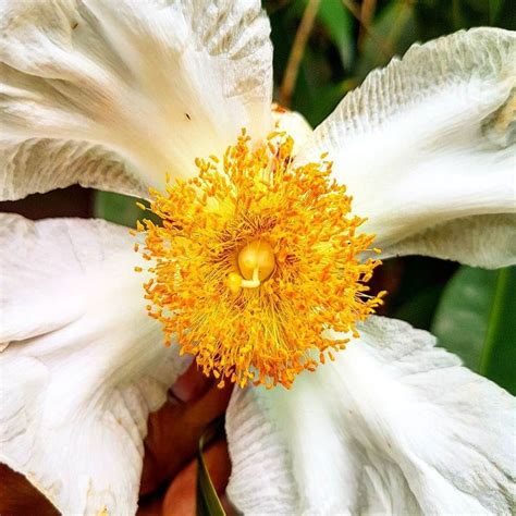 Flower of Sri Lanka National Tree. TheIronwood(Na Tree) botanically ...