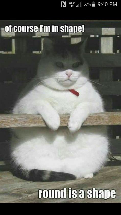 Round Cat | Cute cats, Funny animals, Funny cats