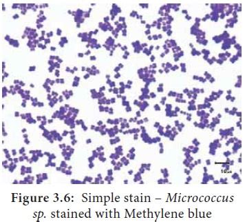 Simple Staining Method