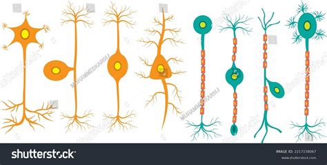 Biology Neuron Types Icons Vector Stock Vector (Royalty Free) 2217158067 | Shutterstock