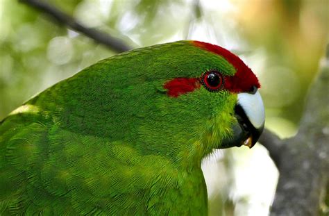 Green Parrot Royalty Free Photo