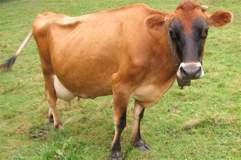 Keeping a Family Milking Cow | The Inn at East Hill Farm