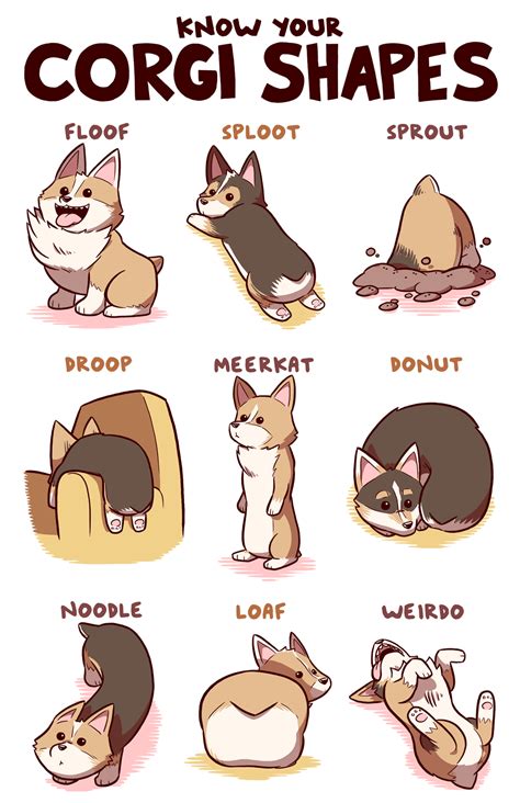 This Handy Guide To Corgi Shapes Will Make You A Doggo Expert | Corgi funny, Cute corgi puppy ...