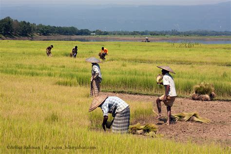 Bangladesh . Com: Agriculture of Bangladesh