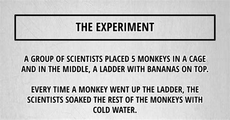 The Experiment