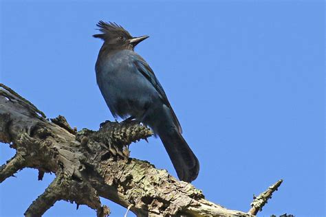 Steller's Jay - FeederWatch