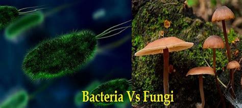 Difference Between Bacteria and Fungi (with Comparison Chart) - Bio Differences