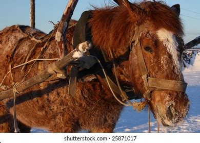 140 Ancient Horse Collar Stock Photos, Images & Photography | Shutterstock