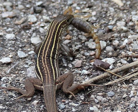 Sonoran Spotted Whiptail Lizard (Aspidoscelis sonorae) wit… | Flickr