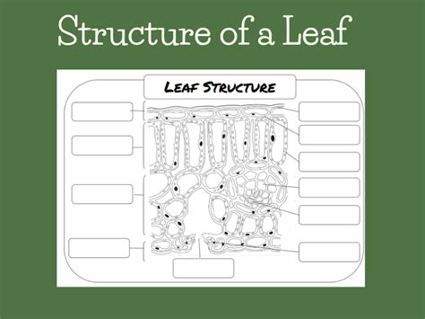 Structure of a Leaf worksheet plus answer sheet | Teaching Resources