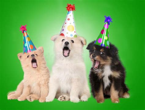 dogs singing happy birthday images - Clotilde Hurt