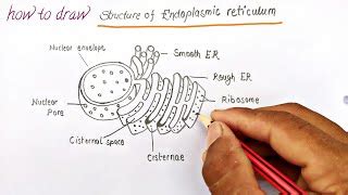 Labelled Diagram Of Endoplasmic Reticulum