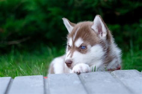 Husky Temperament & Personality | Canna-Pet®