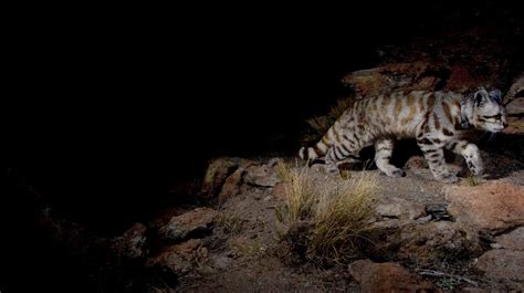 Andean cat declared provincial natural monument of Argentina ...