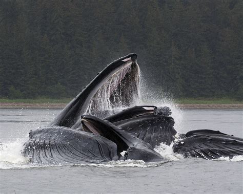 Humpback Whales bubble-net feeding, Alaska : r/wildlifephotography