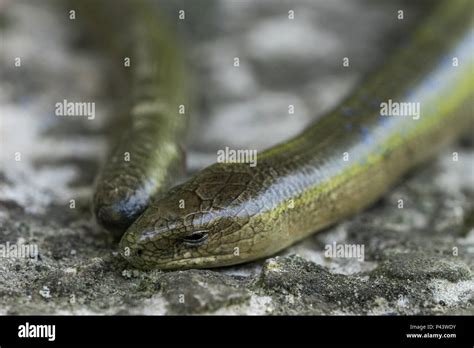 Legless Lizard (Anguis fragilis) in Natural Habitat. Male Stock Photo - Alamy