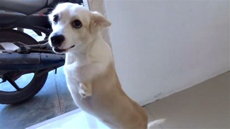 This dog with no front legs hops around like a kangaroo - YouTube