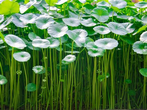 Gotu Kola Plant Information - How To Grow Gotu Kola In The Garden