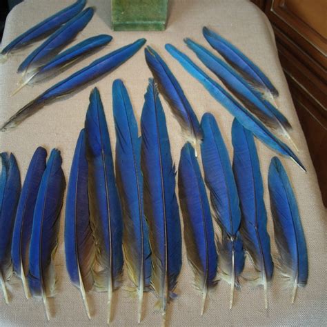 Macaw Feathers - Etsy