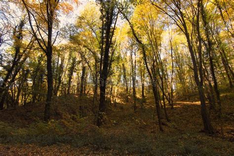 Magical Autumn Forest, Autumn Colors, Autumn Trees Stock Image - Image ...