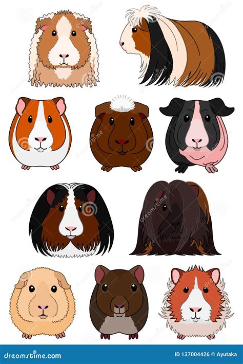 Breeds Of Guinea Pig Vector Illustration | CartoonDealer.com #138165272