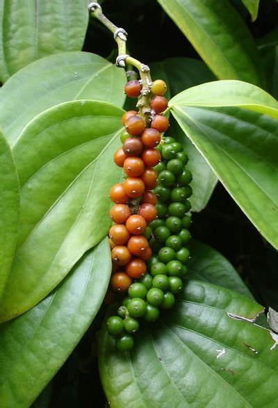 Pepper Plant: Facts, Types, Growth, Care, and Uses