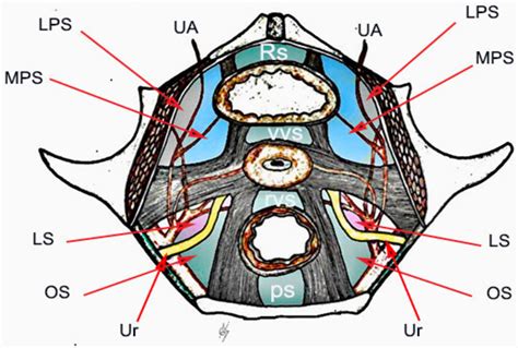 Pubocervical Ligament