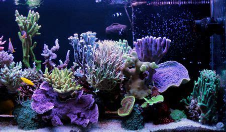 12 Easy Saltwater Aquarium Reef Corals | Coral reef aquarium, Reef ...