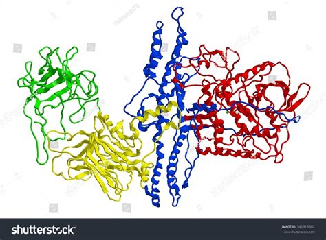 Molecular Structure Botulinum Toxin Typ A Stock Illustration 341913602 - Shutterstock