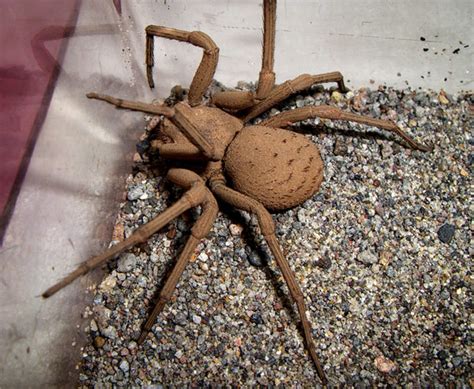 Six-eyed sand spider : Biological Science Picture Directory – Pulpbits.net