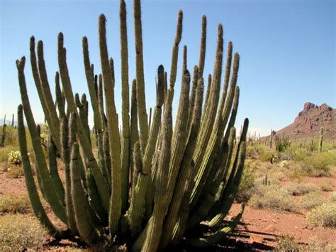 Journeys: Organ Pipe Cactus National Monument, Arizona - Hiking