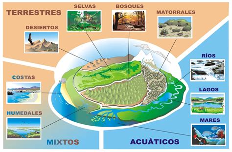 Clasificación de los ecosistemas - TU GUÍA DE APRENDIZAJE