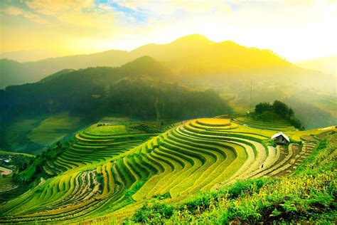 Rice fields on terraced of Mu Cang Chai, YenBai, Vietnam. Rice fields prepare the harvest at ...