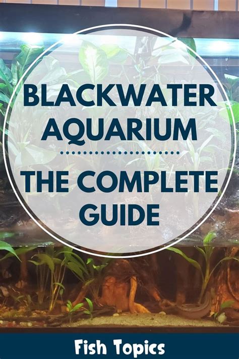 Blackwater Aquarium: The Complete Guide | Aquarium, Blackwater, Freshwater aquarium fish