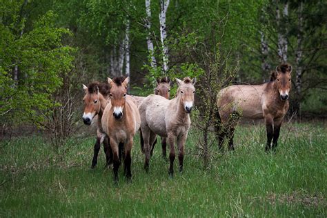 Chernobyl Today Animals / Chernobyl How Is It Affecting The Animals Thegist : The chernobyl ...