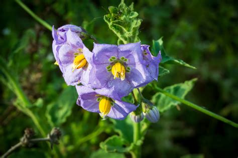 Plant of the Month - Purple Nightshade