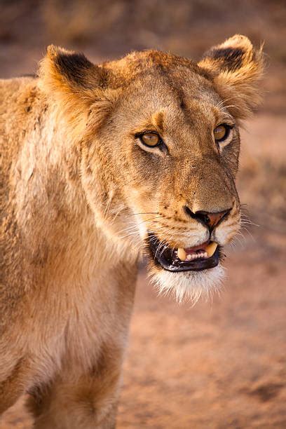 Best Female Lion Roar Background Stock Photos, Pictures & Royalty-Free Images - iStock