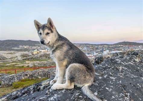 Europetnet - Greenland Dog