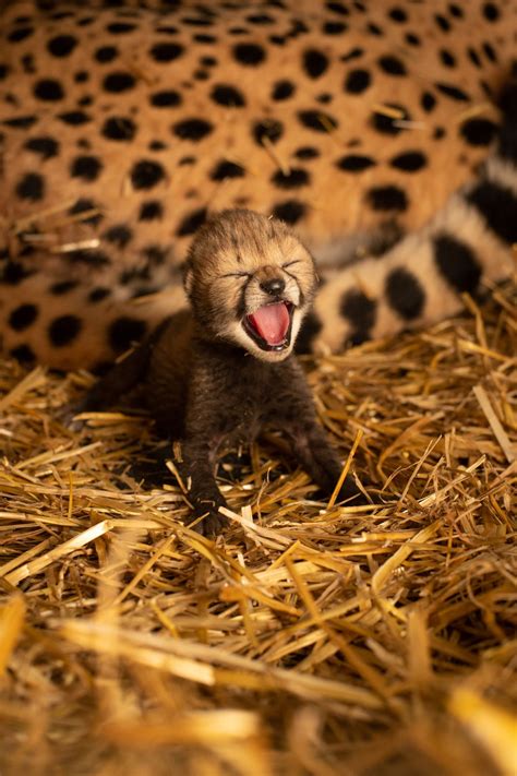 Newborn Baby Cheetahs