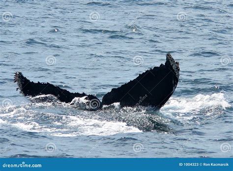 Humpback Whale Flukes stock image. Image of california - 1004323