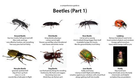 32 Black Beetles: Identification Guide (With Pictures Of, 44% OFF