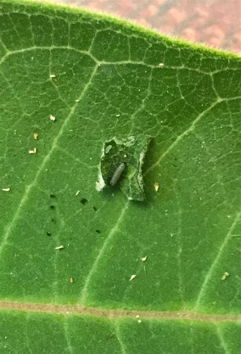 Monarch Caterpillar Eggs