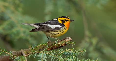 Similar Species to Blackburnian Warbler, All About Birds, Cornell Lab ...