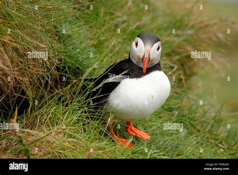 Puffin in grass looks straight Stock Photo - Alamy