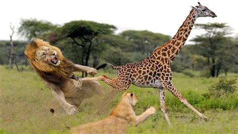 Lion vs. Giraffe: Who Will Win? | Discovering wild animals ..... - YouTube