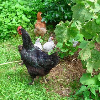 Marans hen with her five adopted chicks (Three Porcelain P… | Flickr