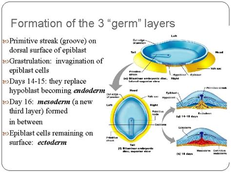 FERTILIZATION TILL FORMATION OF GERM LAYERS Fertilisation Fertilisation